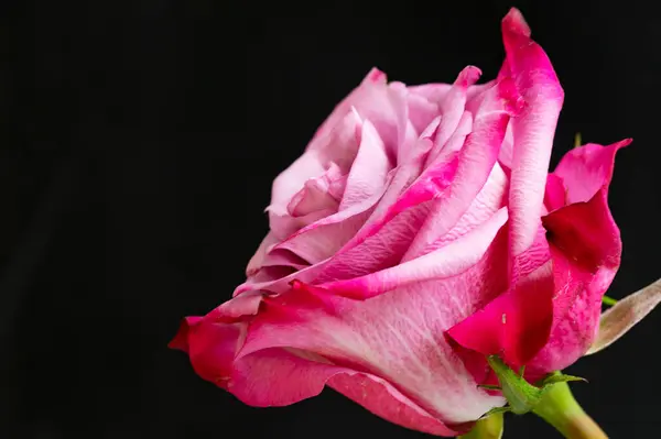 美丽的植物学照片 天然壁纸 美丽的玫瑰花 — 图库照片