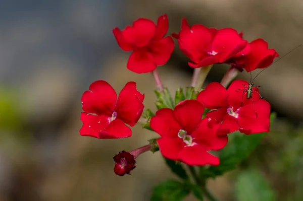 Insecte Assis Sur Belles Fleurs Rouges Dans Jardin — Photo