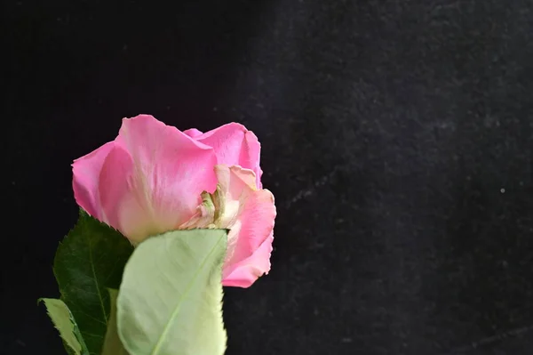 Beautiful Botanical Shot Natural Wallpaper Beautiful Rose Flower — Stock Photo, Image