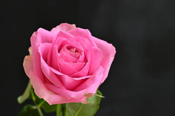 Όμορφη Βοτανική Βολή Φυσική Ταπετσαρία Όμορφο Τριαντάφυλλο — Φωτογραφία Αρχείου