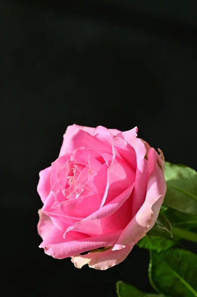 Красивий Ботанічний Знімок Природні Шпалери Красива Квітка Троянди — стокове фото