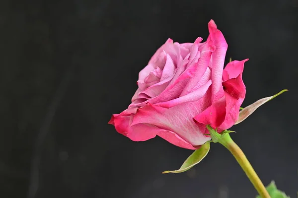 Piękny Botaniczny Strzał Naturalna Tapeta Piękny Kwiat Róży — Zdjęcie stockowe