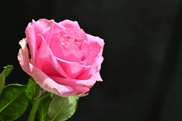 Gyönyörű Botanikai Felvétel Természetes Tapéta Gyönyörű Rózsa Virág — Stock Fotó