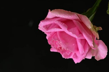 Güzel botanik fotoğrafı, doğal duvar kağıdı. Güzel gül çiçeği