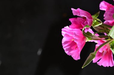 Siyah arka planda güzel çiçekler 