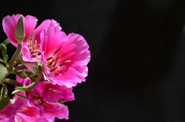 Siyah arka planda güzel çiçekler 