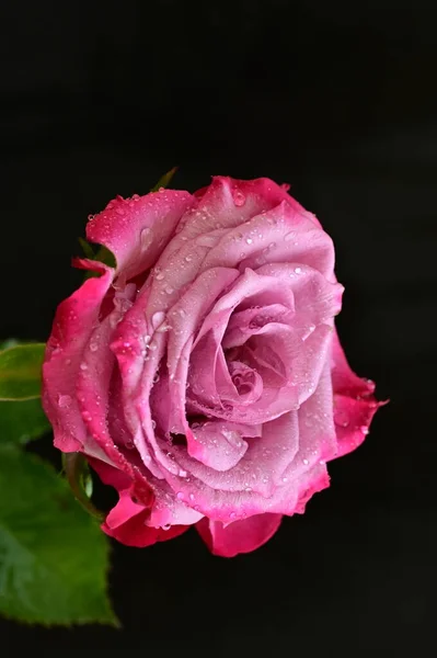 Belo Tiro Botânico Papel Parede Natural Bela Rosa Flor — Fotografia de Stock