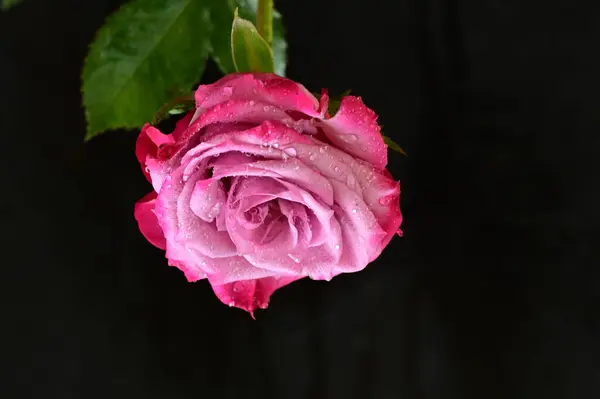 Vacker Botanisk Skott Naturliga Tapeter Vacker Ros Blomma — Stockfoto