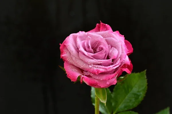 Красивый Ботанический Кадр Натуральные Обои Красивый Цветок Розы — стоковое фото