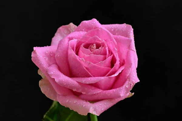Belle Photo Botanique Papier Peint Naturel Belle Fleur Rose — Photo