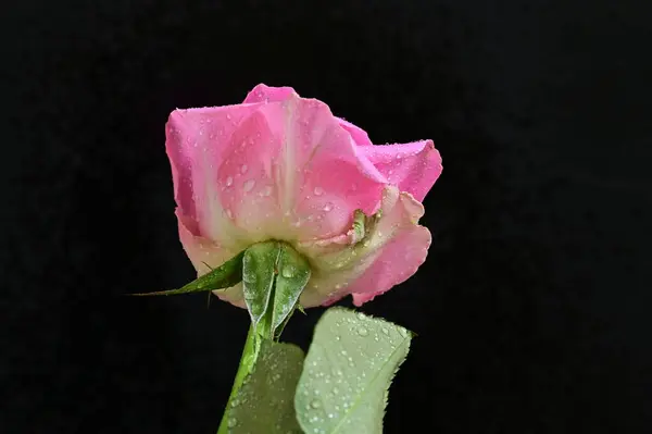 Красивий Ботанічний Знімок Природні Шпалери Красива Квітка Троянди — стокове фото