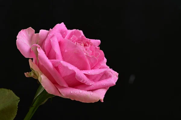 Belo Tiro Botânico Papel Parede Natural Bela Rosa Flor — Fotografia de Stock