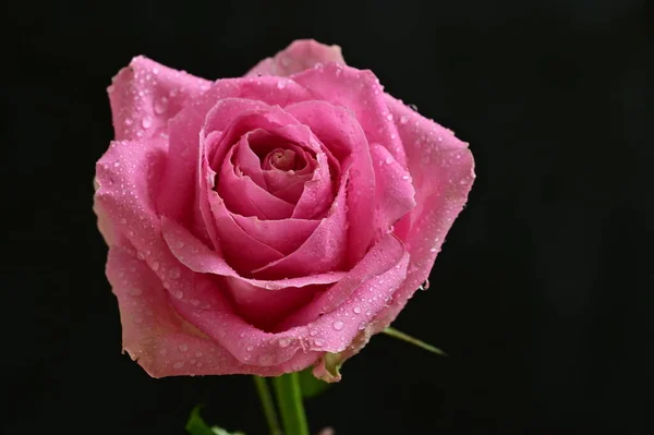 Belle Photo Botanique Papier Peint Naturel Belle Fleur Rose — Photo