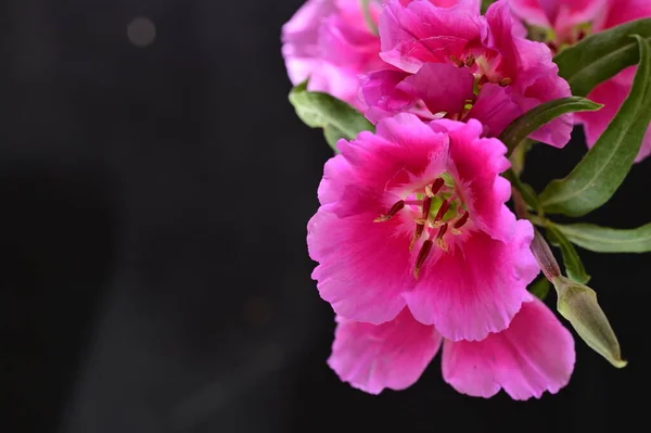 Gyönyörű Virágok Fekete Háttér — Stock Fotó