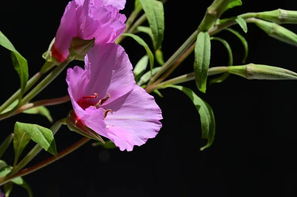 Vackra Blommor Svart Bakgrund — Stockfoto