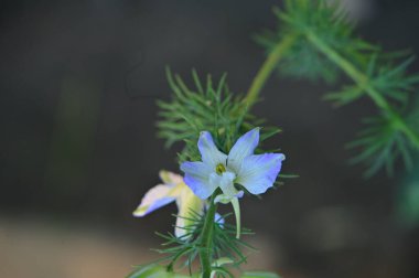 Bahçedeki güzel çiçekler 