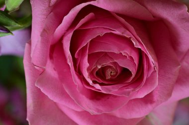 Güzel, parlak bir gül çiçeği.