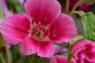 Bahçedeki güzel pembe çiçekler