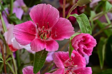 Bahçedeki güzel pembe çiçekler