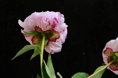 Koyu arkaplanda pembe şakayık çiçekleri. 