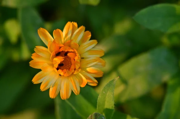 Красивый Желтый Цветок Саду — стоковое фото