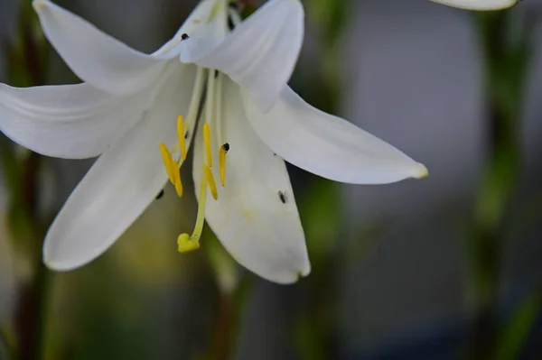Όμορφα Λευκά Λουλούδια Κρίνου Που Αναπτύσσονται Στον Κήπο — Φωτογραφία Αρχείου