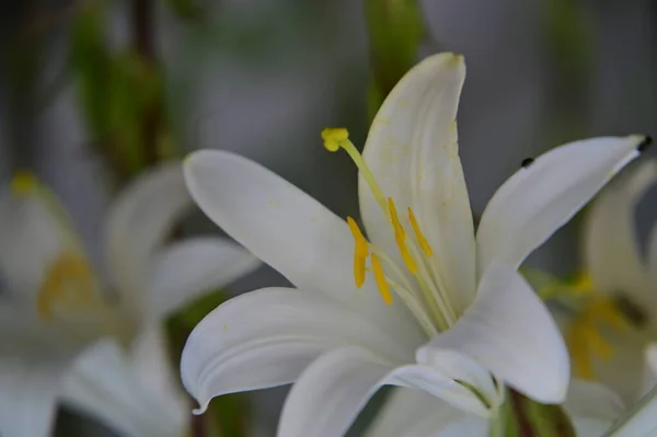 Hermosas Flores Lirio Blanco Creciendo Jardín — Foto de Stock