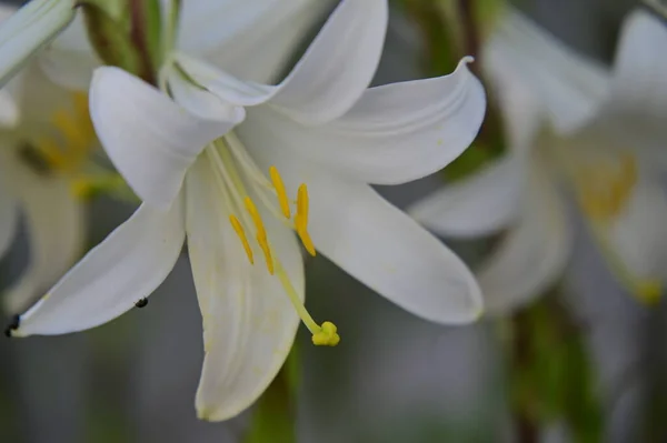 Lindas Flores Lírio Branco Crescendo Jardim — Fotografia de Stock
