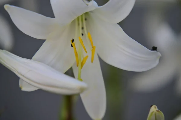Belles Fleurs Lys Blancs Poussant Dans Jardin — Photo