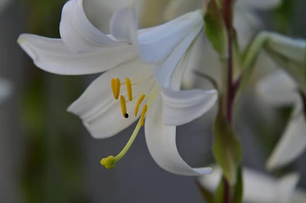 Hermosas Flores Lirio Blanco Creciendo Jardín — Foto de Stock