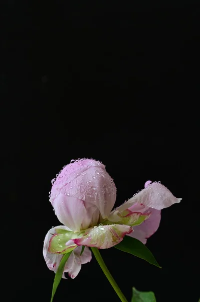 Όμορφο Ροζ Λουλούδι Παιώνια Μαύρο Φόντο — Φωτογραφία Αρχείου