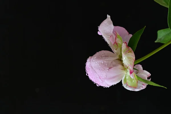 黒を背景に美しいピンクの牡丹の花 — ストック写真