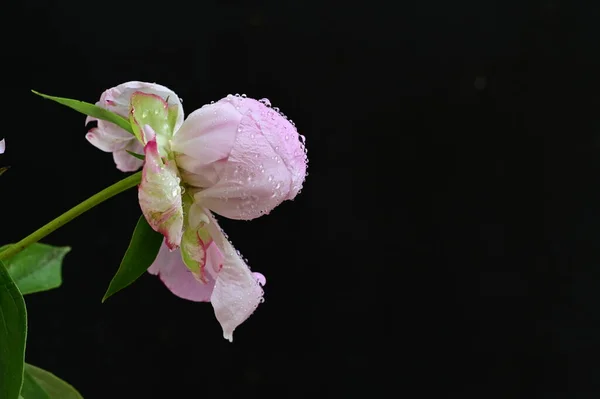 黑色背景上美丽的粉红色牡丹花 — 图库照片