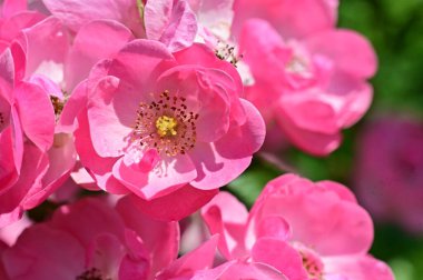 Bahçedeki güzel pembe çiçekler