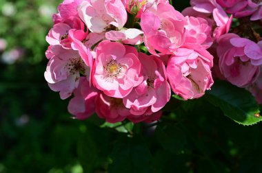 Bahçedeki güzel pembe çiçekler