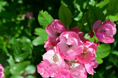 Bahçedeki güzel pembe çiçekler
