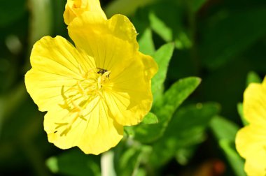 Bahçede büyüyen güzel, parlak bir çiçek.