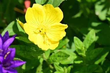 güzel parlak çiçekler yakın