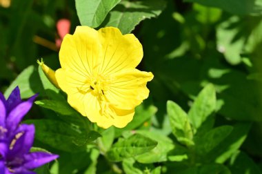 güzel parlak çiçekler yakın