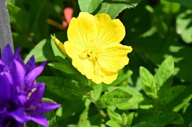 güzel parlak çiçekler yakın