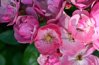 Bahçedeki güzel pembe çiçekler