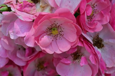 Bahçedeki güzel pembe çiçekler