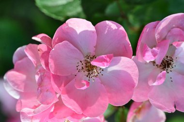 Bahçedeki güzel pembe çiçekler