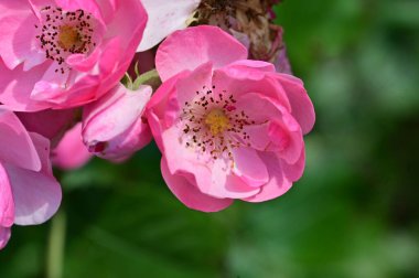 Bahçedeki güzel pembe çiçekler