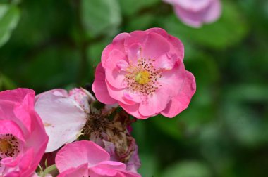 Bahçedeki güzel pembe çiçekler