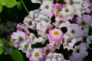 Bahçedeki güzel beyaz ve pembe çiçekler 