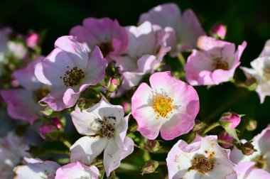 Bahçedeki güzel beyaz ve pembe çiçekler 