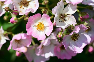 Bahçedeki güzel beyaz ve pembe çiçekler 