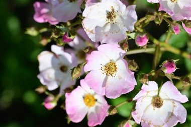 Bahçedeki güzel beyaz ve pembe çiçekler 