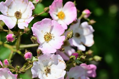 Bahçedeki güzel beyaz ve pembe çiçekler 